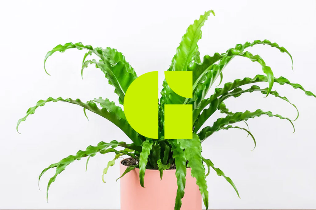brand design for plant company